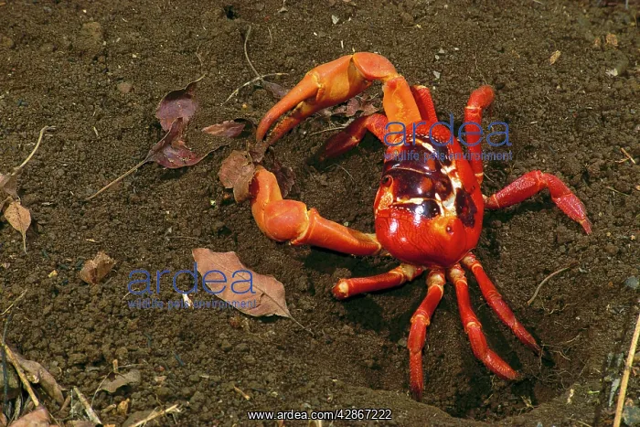 : Red Crab (a land crab) - male digging burrow (mating place) : Red Crab (a land crab) - male digging burrow (mating place)