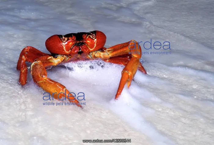  : Red Crab (A land crab) - Male 'dippingI to replenish