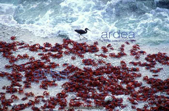 : Red Crab (a land crab) - Males on beach 'dippingI : Red Crab (a land crab) - Males on beach 'dippingI
