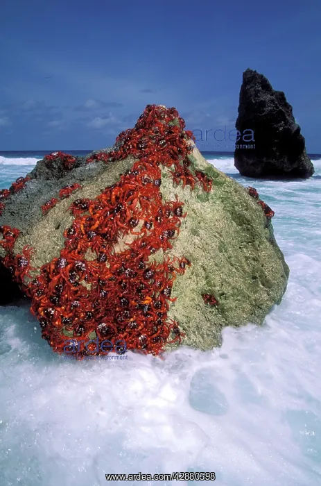 : Red Crab (A land crab) - Males 'dippingI to replenish : Red Crab (A land crab) - Males 'dippingI to replenish