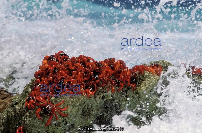 : Red Crab (a land crab) - Males 'dippingI to replensih : Red Crab (a land crab) - Males 'dippingI to replensih