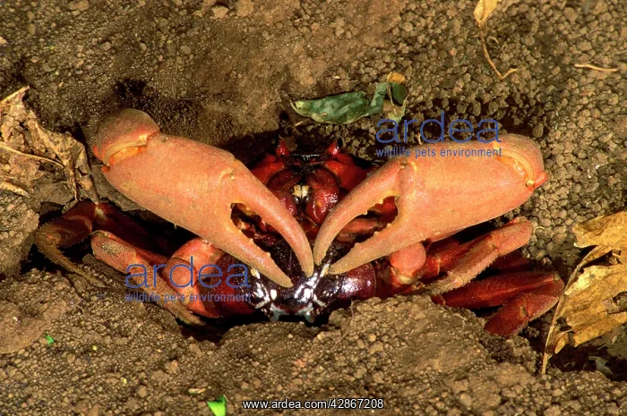  : Red Crab (a land crab) - Mating pair outside burrow