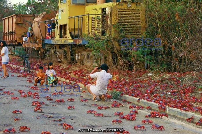 : Red Crab (A land crab) - Migration through town : Red Crab (A land crab) - Migration through town