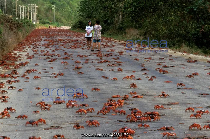 : Red Crab (a land crab) - Road crossing hazard during : Red Crab (a land crab) - Road crossing hazard during