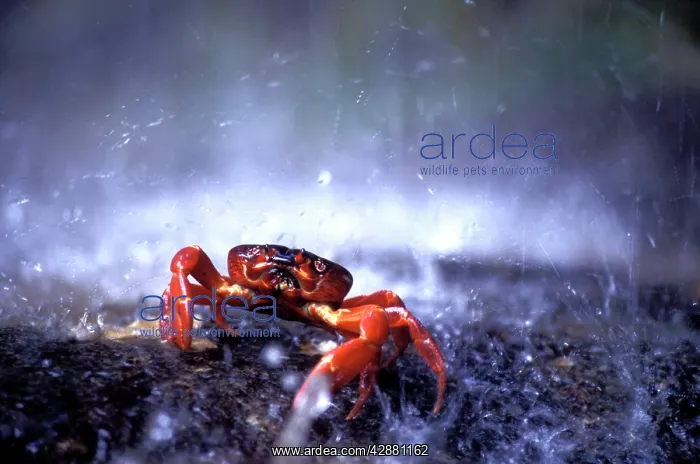: Red Crab (a land crab) - single on migration, triggered : Red Crab (a land crab) - single on migration, triggered