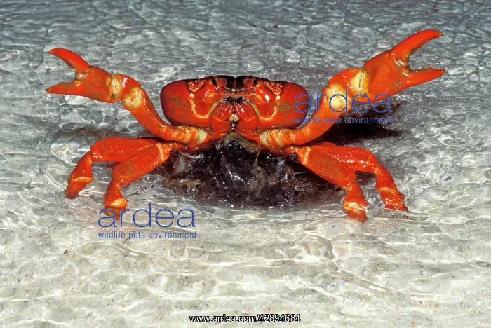 : Red Crab (A land crab) - Spawning in the surf at night : Red Crab (A land crab) - Spawning in the surf at night