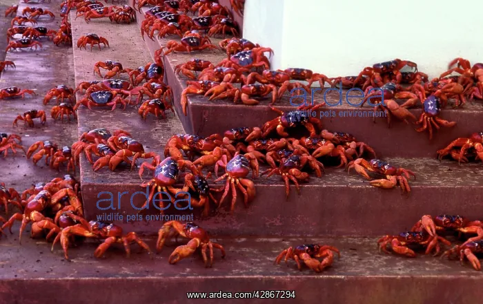 : Red Crab (a land crab) - In town on steps during : Red Crab (a land crab) - In town on steps during