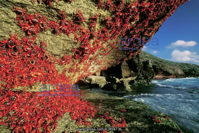: RED CRAB - Climbing cliff, after spawning : RED CRAB - Climbing cliff, after spawning