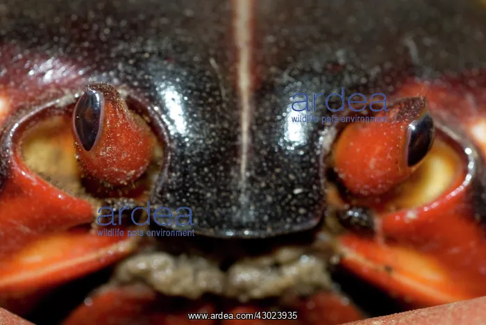 : Red Crab close-up of eyes : Red Crab close-up of eyes