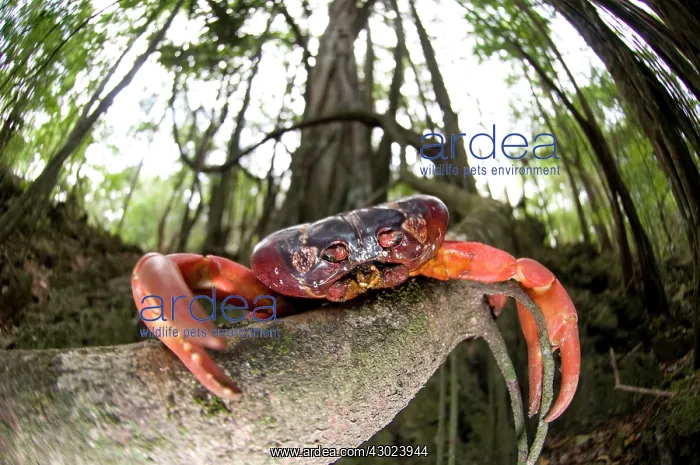: Red Crab deceased, on tree root in forest : Red Crab deceased, on tree root in forest