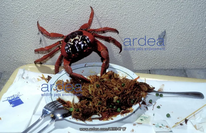  : Red Crab - eating leftover food on table