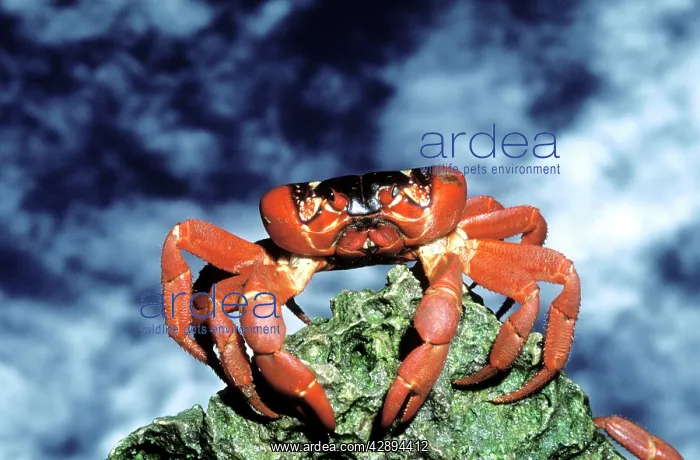 : RED CRAB - female after spawning : RED CRAB - female after spawning