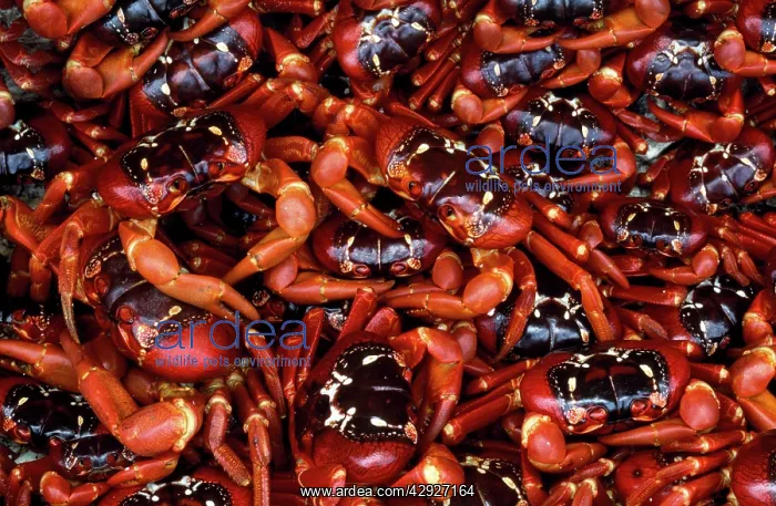 : Red Crab (Land Crab) : Red Crab (Land Crab)