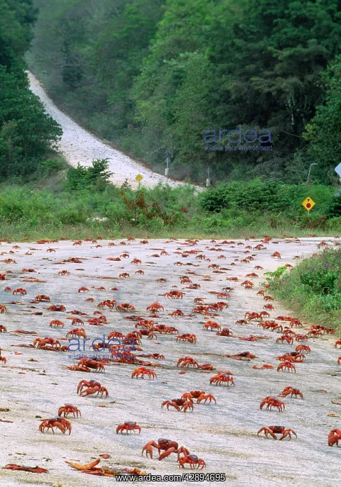 : Red Crab - (land crab) downward migration crossing road : Red Crab - (land crab) downward migration crossing road