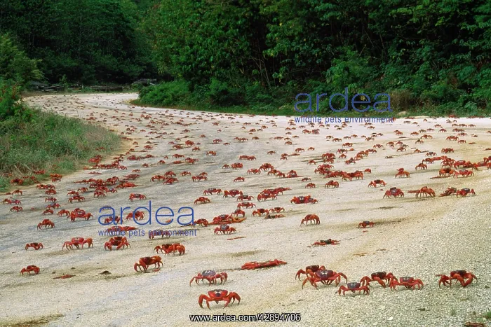 : Red Crab - (land crab) downward migration crossing road : Red Crab - (land crab) downward migration crossing road