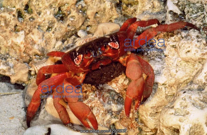 : Red Crab (Land Crab) - female & eggs about to spawn : Red Crab (Land Crab) - female & eggs about to spawn