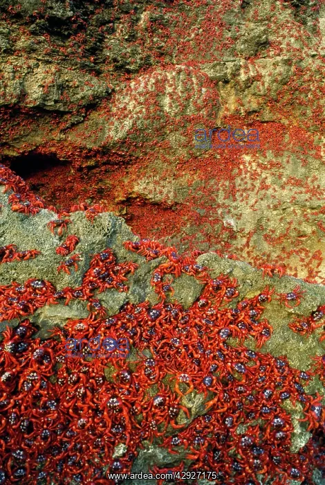  : Red Crab (Land Crab) - females climbing cliff after spawning