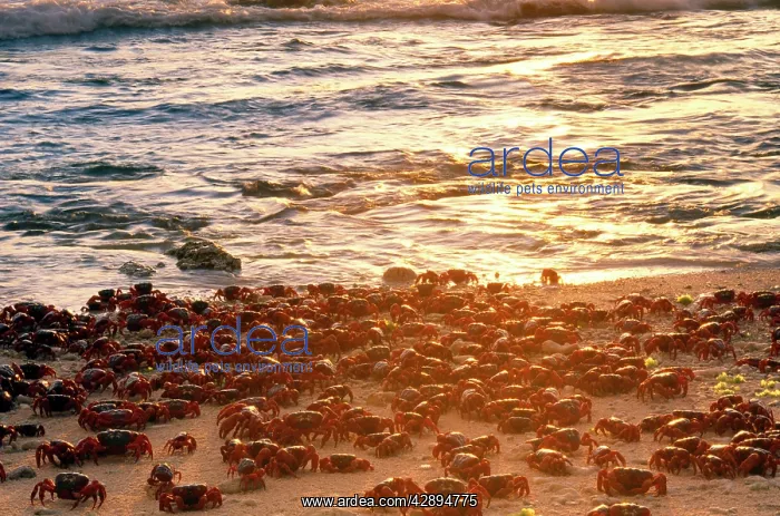 : Red Crab - a land crab - females after spawning : Red Crab - a land crab - females after spawning