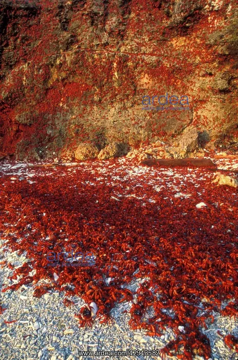: Red crab - a land crab (Gecarcoidea natalis) females : Red crab - a land crab (Gecarcoidea natalis) females