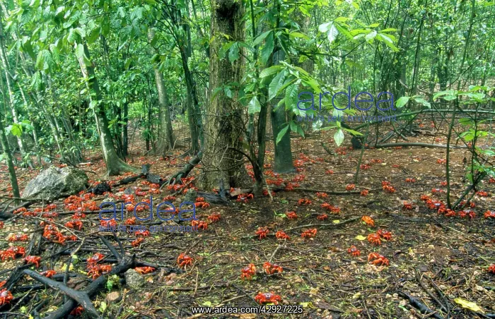 : Red Crab (Land Crab) - in lower terrace forest : Red Crab (Land Crab) - in lower terrace forest
