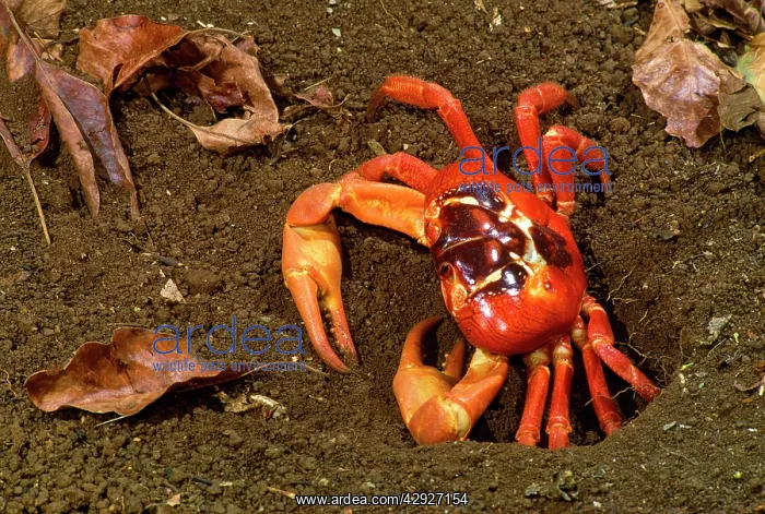 : Red Crab (Land Crab) - male digging burrow - mating place : Red Crab (Land Crab) - male digging burrow - mating place