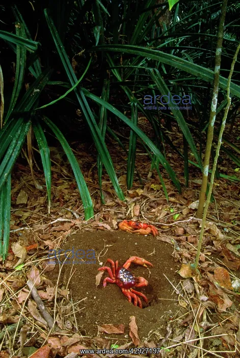 : Red Crab (Land Crab) - male digging burrow - mating place : Red Crab (Land Crab) - male digging burrow - mating place