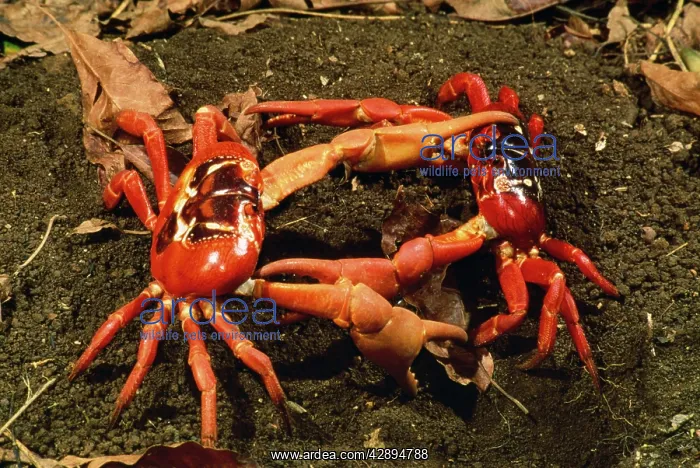 : Red Crab - (land crab) males fighting over burrow : Red Crab - (land crab) males fighting over burrow