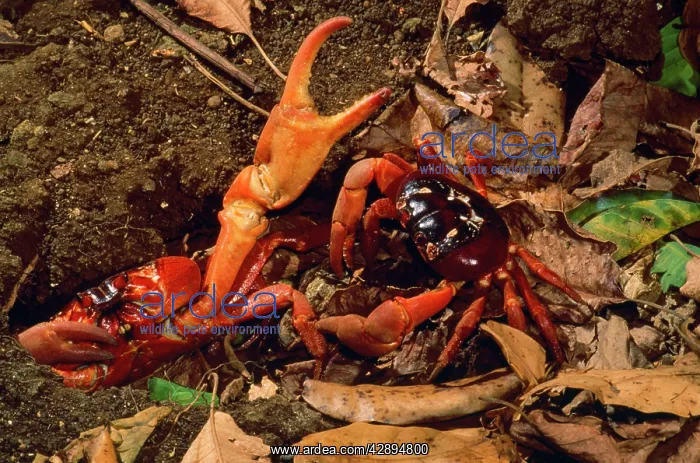 : Red Crab - (land crab) males fighting over burrow : Red Crab - (land crab) males fighting over burrow