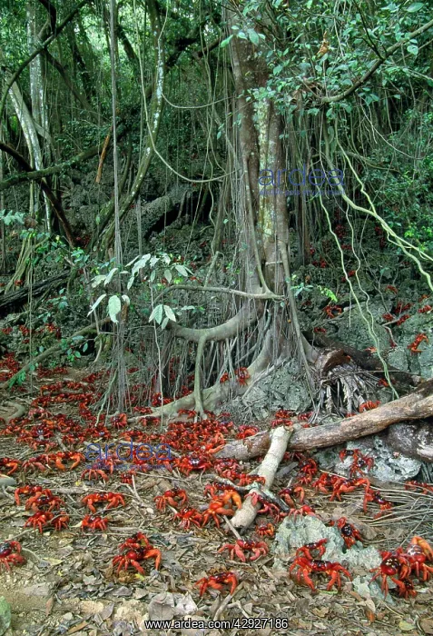 : Red Crab (Land Crab) - males leaving rainforest : Red Crab (Land Crab) - males leaving rainforest