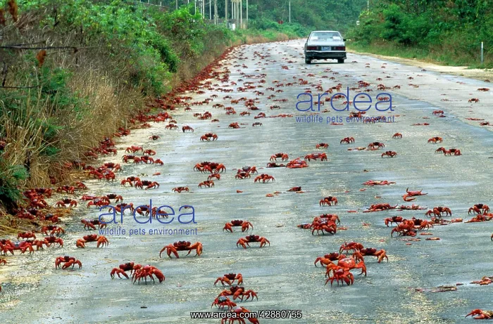 : Red Crab - a land crab on road during migration : Red Crab - a land crab on road during migration