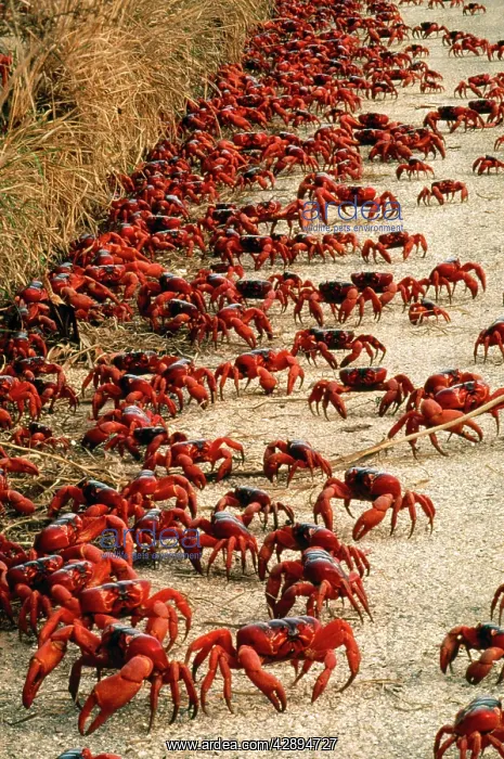  : Red Crab - a land crab on road during migration