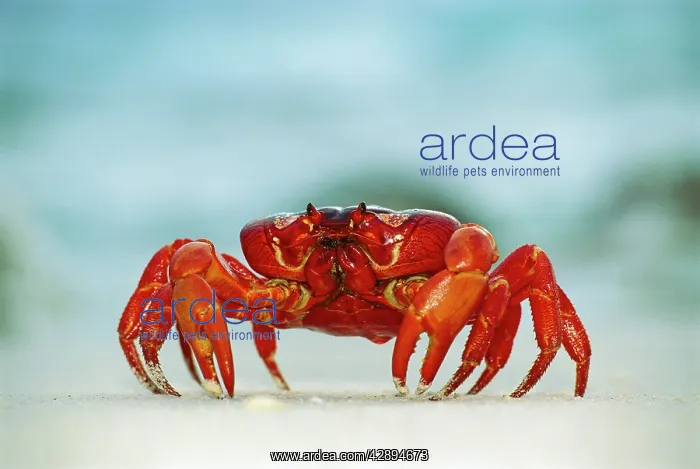 : Red Crab / Land crab - Single crab on beach close up : Red Crab / Land crab - Single crab on beach close up