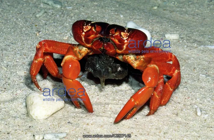 : Red Crab (Land Crab) - spawning in the surf at : Red Crab (Land Crab) - spawning in the surf at