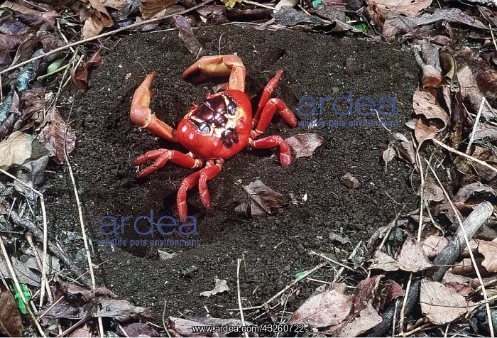 : RED CRAB - male digging burrow : RED CRAB - male digging burrow