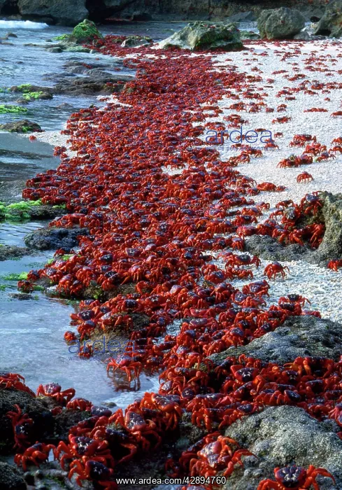 : RED CRAB - males dipping to replenish water / salt : RED CRAB - males dipping to replenish water / salt