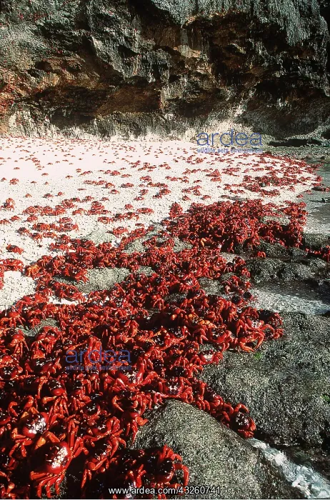 : RED CRAB - males dipping to replenish water / salt : RED CRAB - males dipping to replenish water / salt