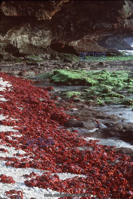  : RED CRAB - males dipping to replenish water / salt
