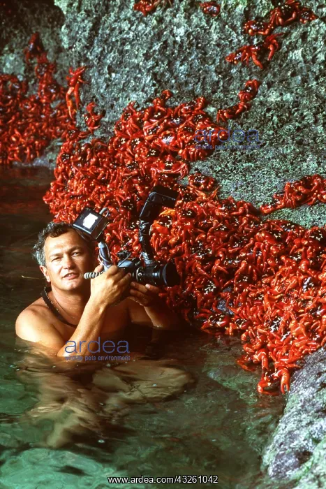 : RED CRAB - mass group being photographed on rock : RED CRAB - mass group being photographed on rock