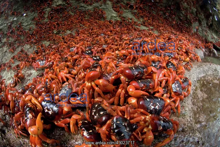  : Red Crabs