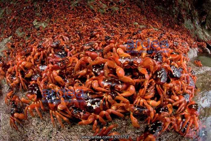 : Red Crabs : Red Crabs