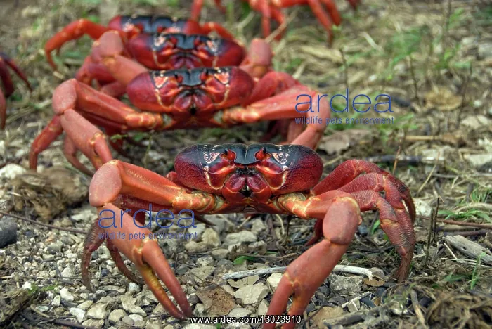 : Red Crabs : Red Crabs
