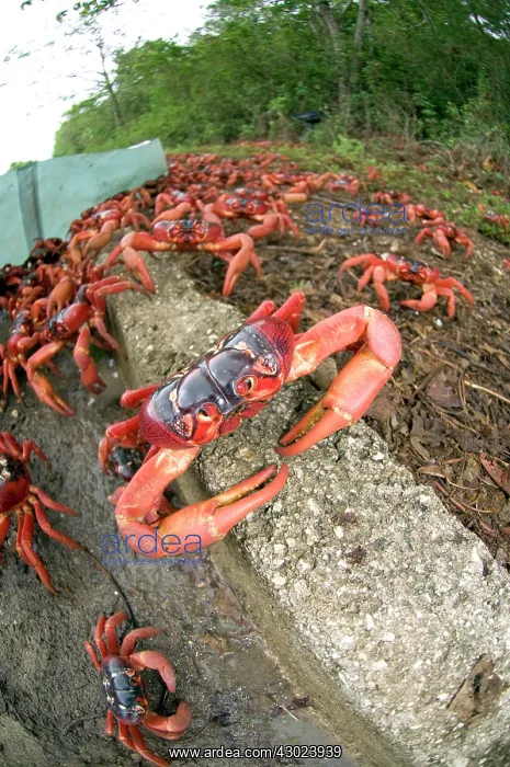 : Red Crabs : Red Crabs