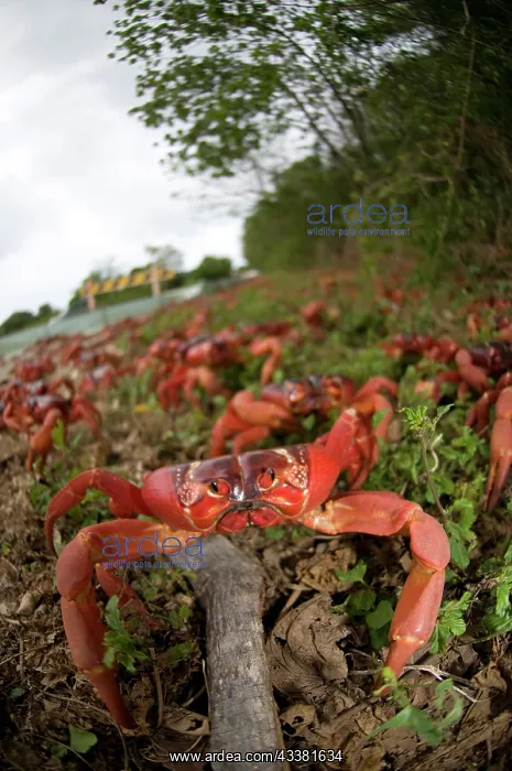 : Red Crabs - on verge of road - Christmas Island, Australia : Red Crabs - on verge of road - Christmas Island, Australia