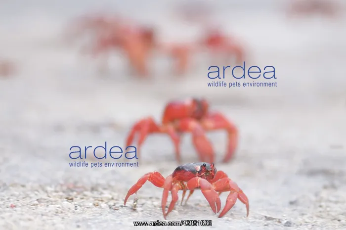 : Red Crabs - walking on road - Christmas Island, Australia : Red Crabs - walking on road - Christmas Island, Australia