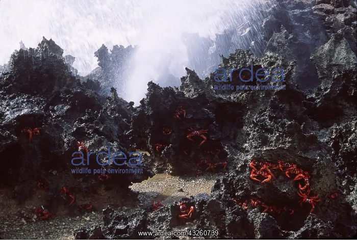 : RED CRABS - dipping at blow hole : RED CRABS - dipping at blow hole