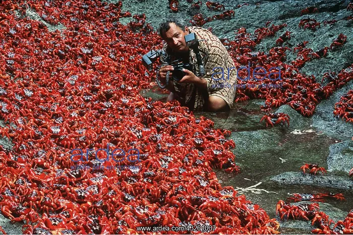 : RED CRABS - females after spawning & photographer : RED CRABS - females after spawning & photographer