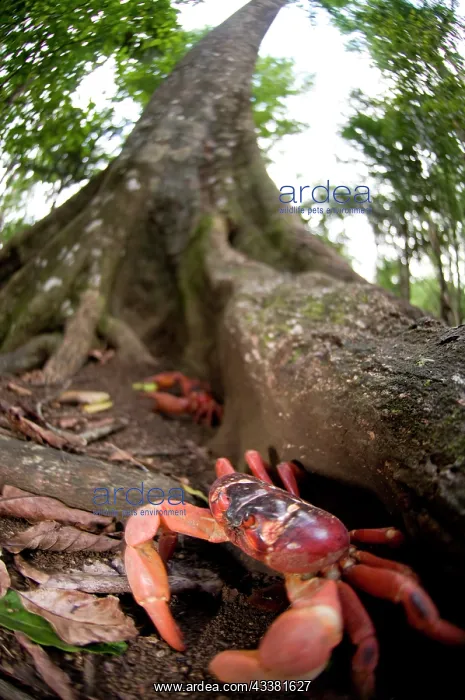 : Red Crabs in forest : Red Crabs in forest
