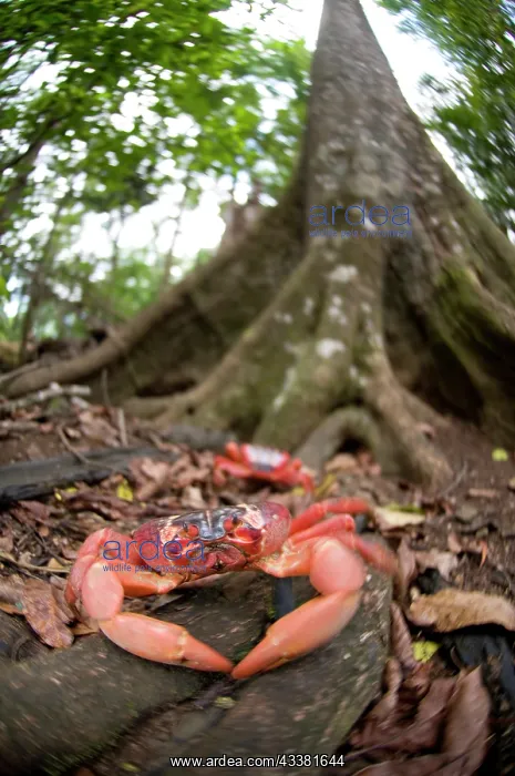 : Red Crabs in forest : Red Crabs in forest