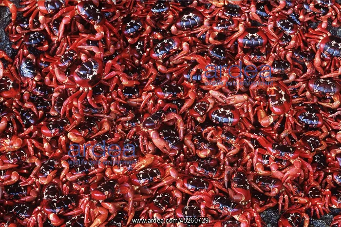  : RED CRABS - mass of females after spawning