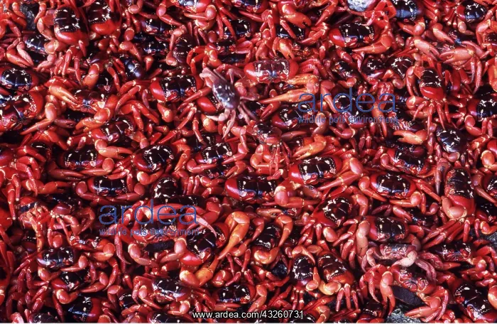 : RED CRABS - mass of females after spawning : RED CRABS - mass of females after spawning
